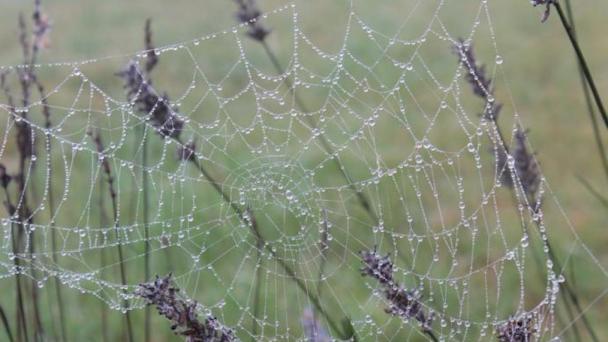 Autumn Spider Web